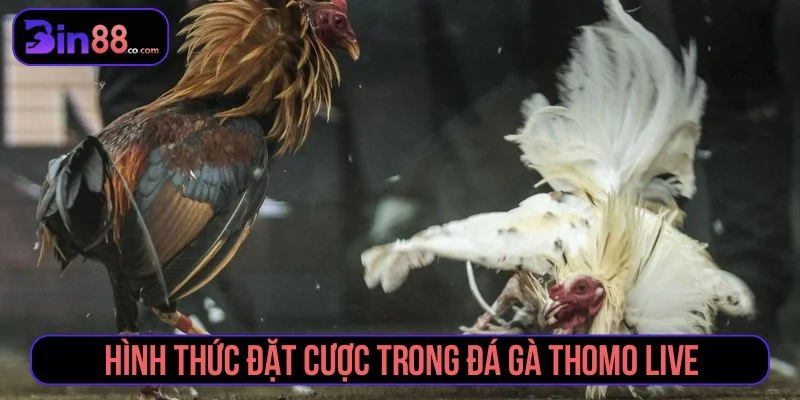 Đá Gà Thomo Live – Trải Nghiệm Trực Tiếp Đỉnh Cao Game có nhiều cửa cược đa dạng