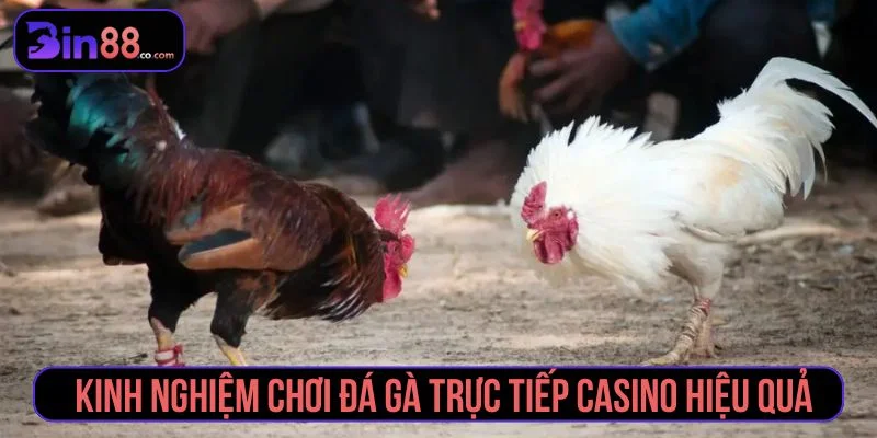 Đá Gà Trực Tiếp Casino – Review Trải Nghiệm Sới Gà Đỉnh Cao Hiểu rõ luật đá gà trực tiếp casino giúp tăng tỷ lệ thắng