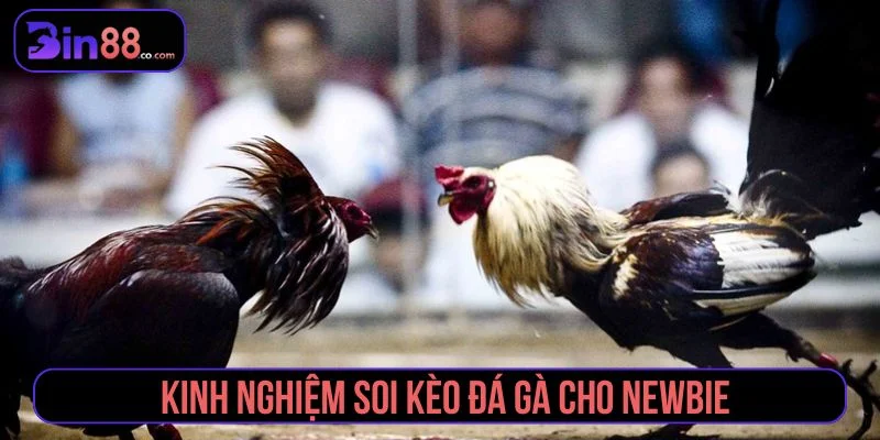 Kinh Nghiệm Soi Kèo Đá Gà – Cao Thủ Bật Mí Bí Mật Tổng hợp kinh nghiệm soi kèo đá gà tăng tỷ lệ thắng