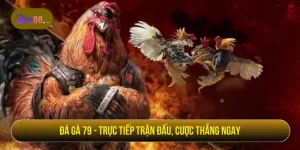 Đá gà 79 - Trực tiếp trận đấu, cược thắng ngay