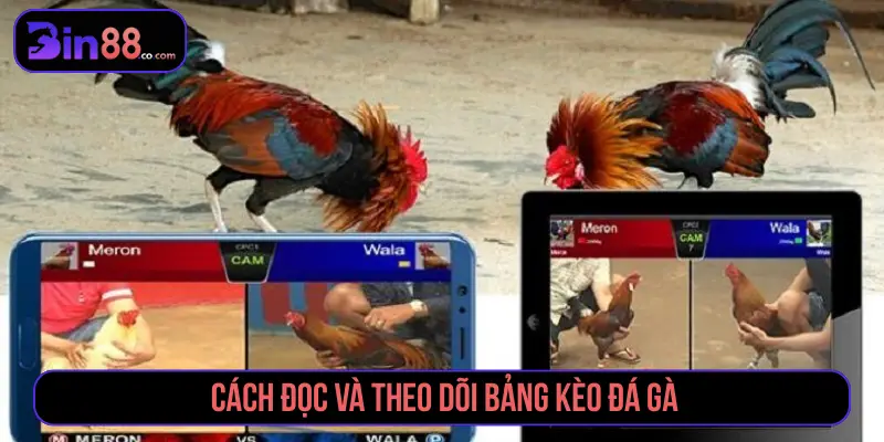 Cách đọc và theo dõi bảng kèo đá gà 